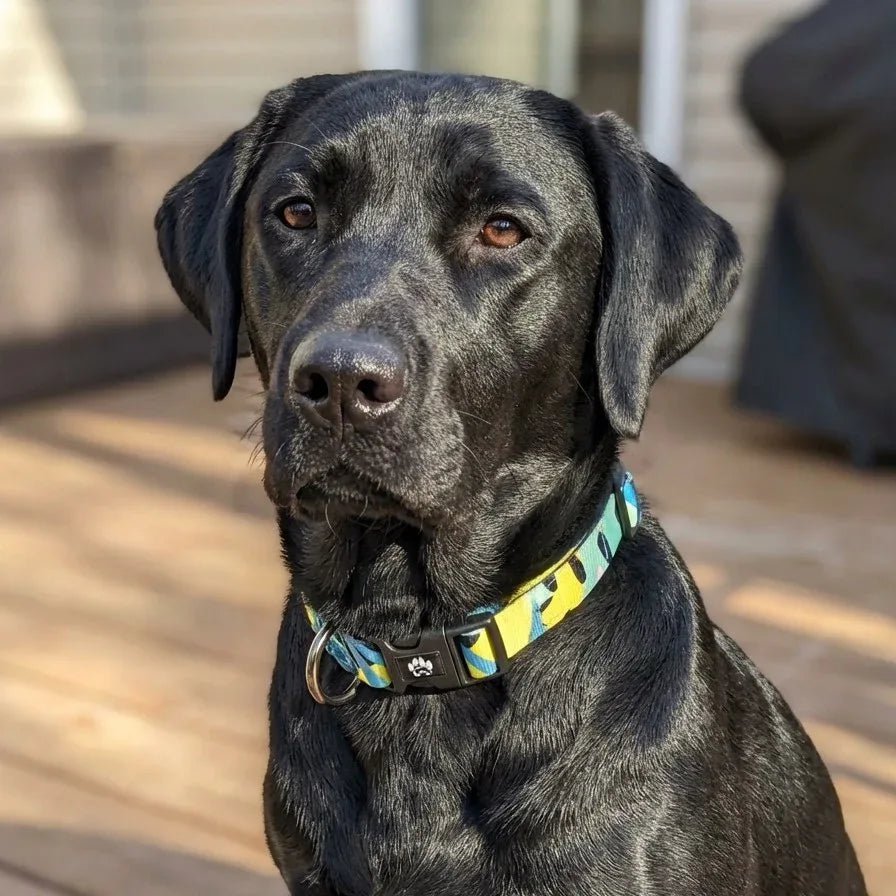 Collare per cani della barriera corallina