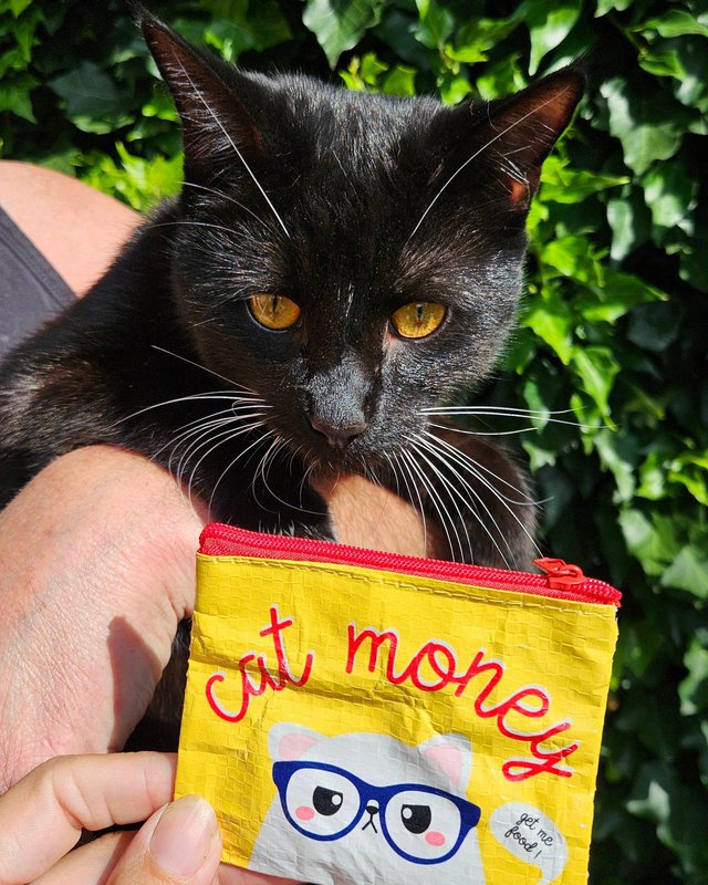 Mini portefeuille Cat argent à partir de plastique recyclé