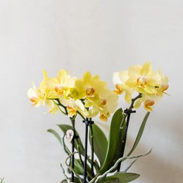 Colibr Orchideen | Gelbe Phalaenopal Orchidee - Albeng + Lackierter Streifen Topf gelb - Potmate Ø9cm | -Anlaboranlage - frisch vom Züchter aus
