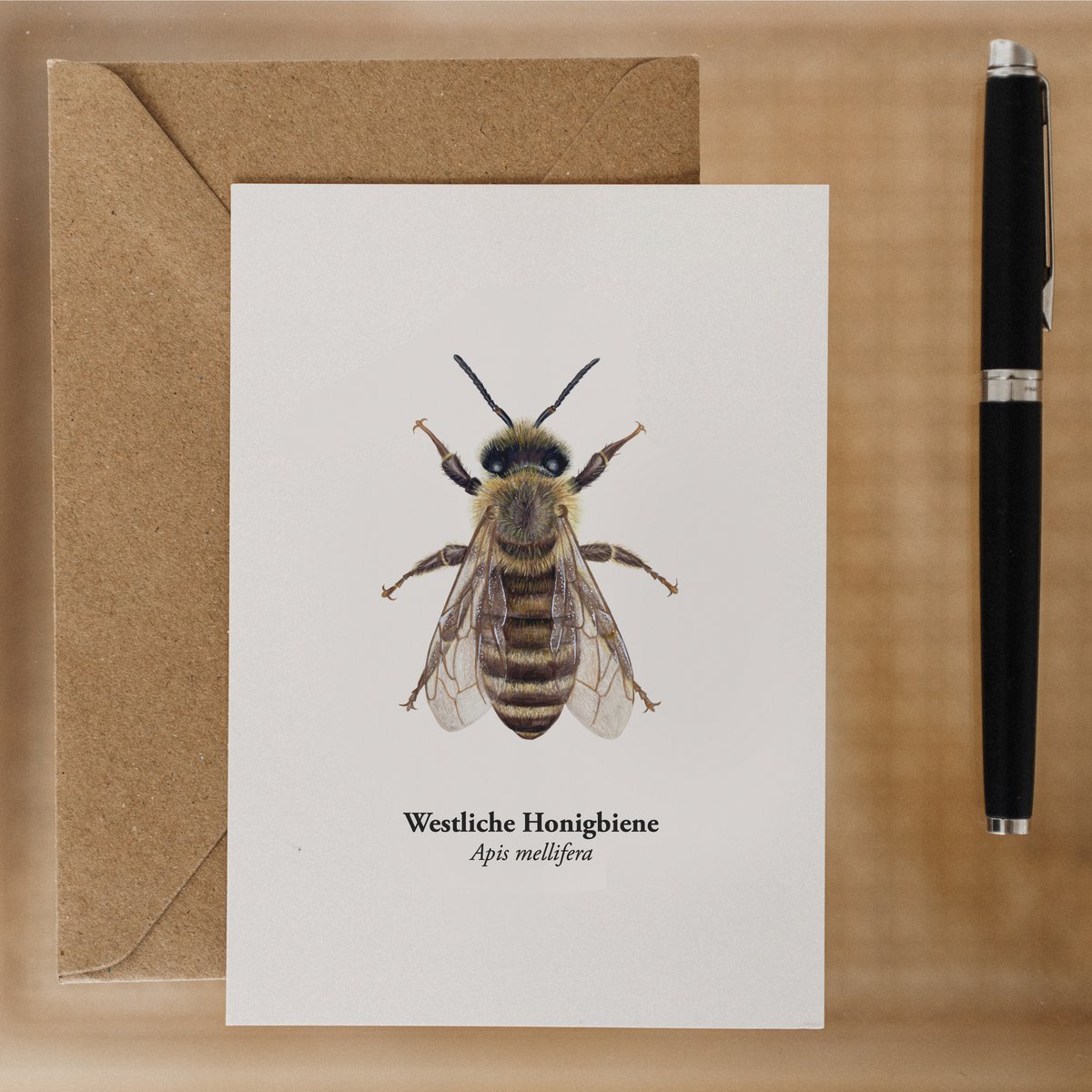 Postal de Honeybee - Ilustración de la Honeybee occidental (Apis mellifera) para apicultores y amantes de la naturaleza