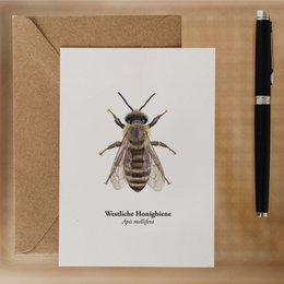Honigbiene Postkarte – Illustration der Westlichen Honigbiene (Apis mellifera) für Imker und Naturfreunde