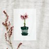 Ansichtkaart - Amaryllis