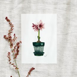 Postkort - Amaryllis