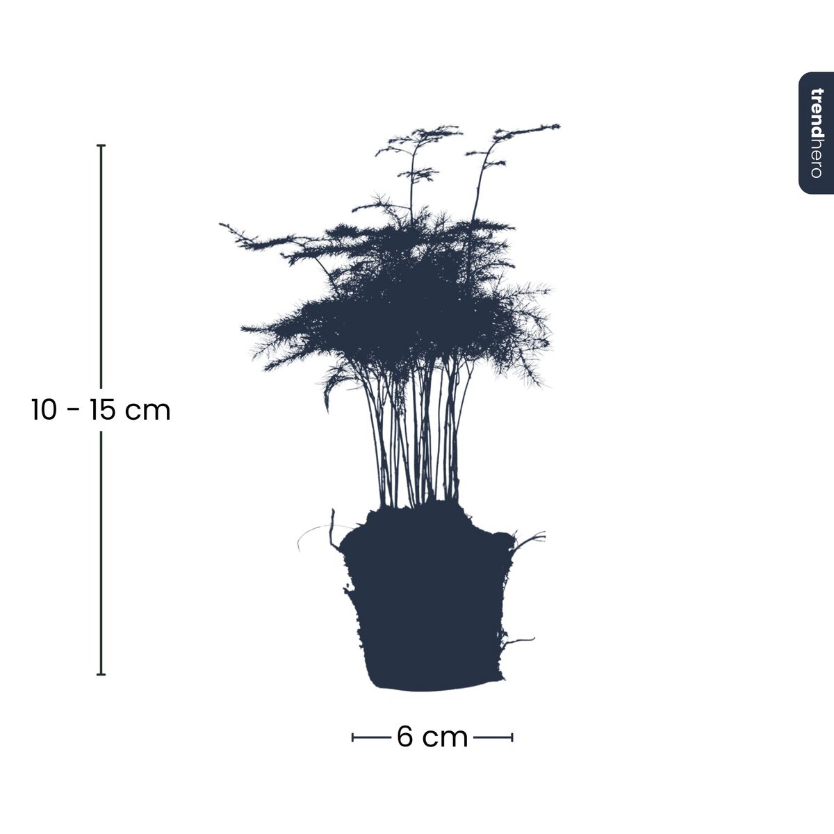 Spargel Setaceus Plumosus – Zierspargel – Terrarienpflanze