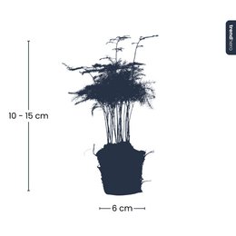 Asparagus Setaceus Plumosus – Ornamental Asparagus - Terrarium plant
