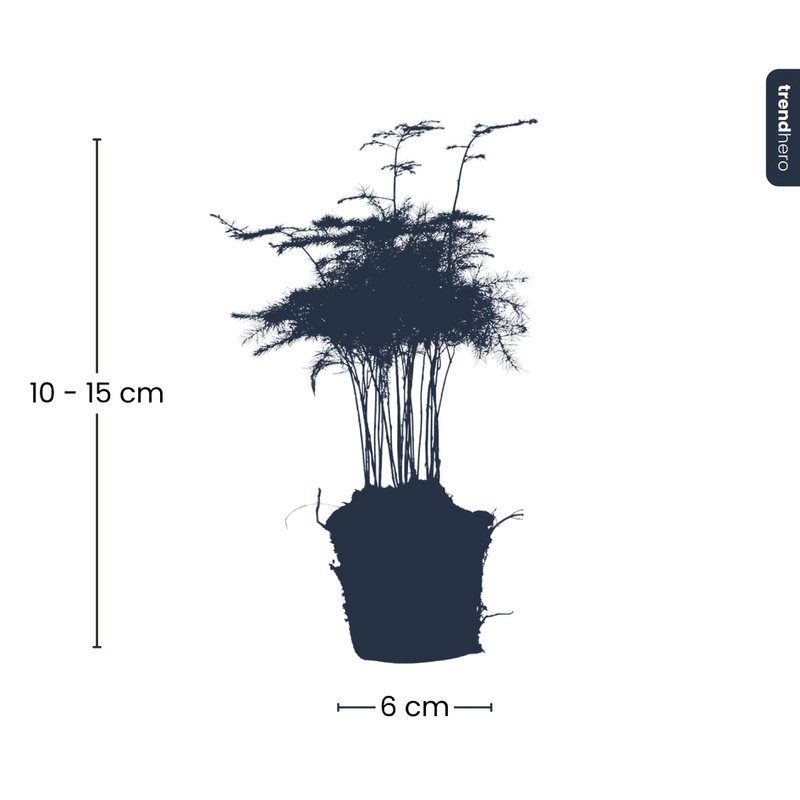Asparagus Setaceus Plumosus – Ornamental Asparagus - Terrarium plant