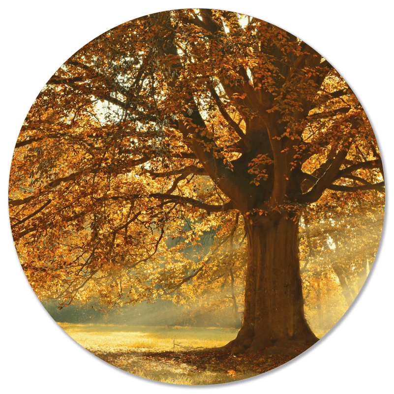 Wall circle autumn tree