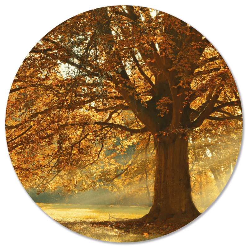 Wall circle autumn tree