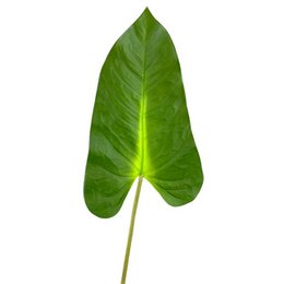 Hoja Cala Tac.Nat.92cm (36cm)