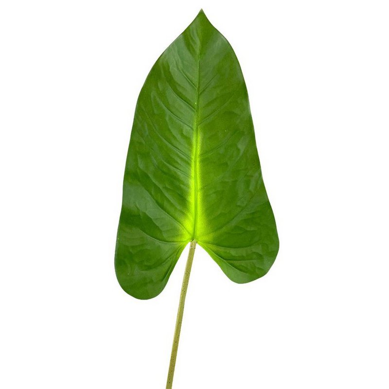 Hoja Cala Tac.Nat.92cm(36cm)