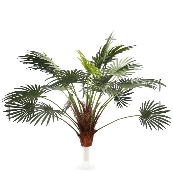 Farn Palme Pako getopft, H182cm, grün