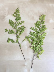 Luttivaren (gestabiliseerd), 10 stelen, 24-28cm, lichtgroen