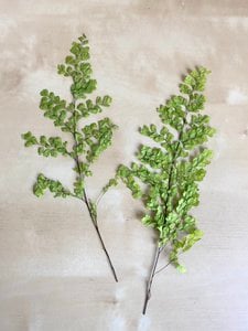 Luttivaren (gestabiliseerd), 10 stelen, 24-28cm, lichtgroen