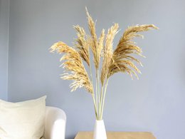 Pampasgræs, 6 stk./bundt, 70cm, beige