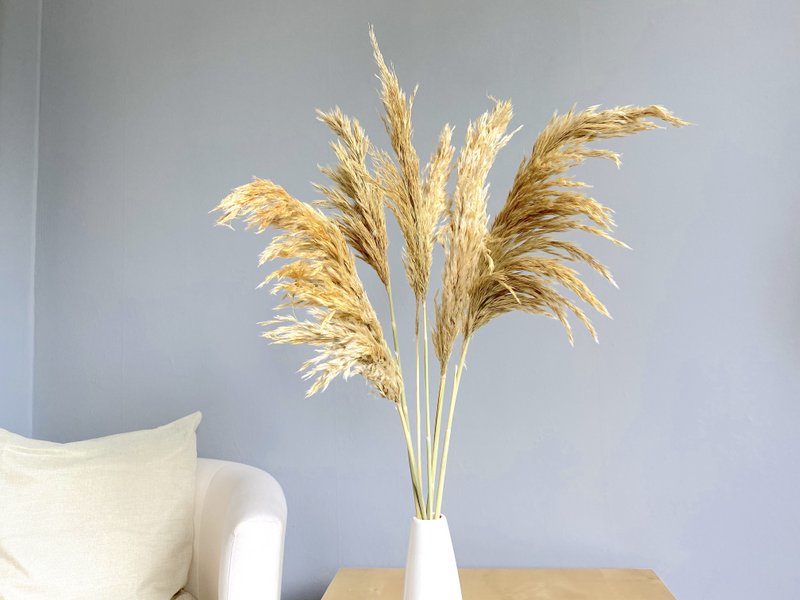 Erba di pampa, 6 pz./mazzo, 70 cm, beige