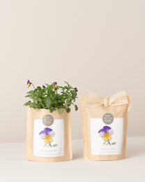 Grow Borse Wild Pansy