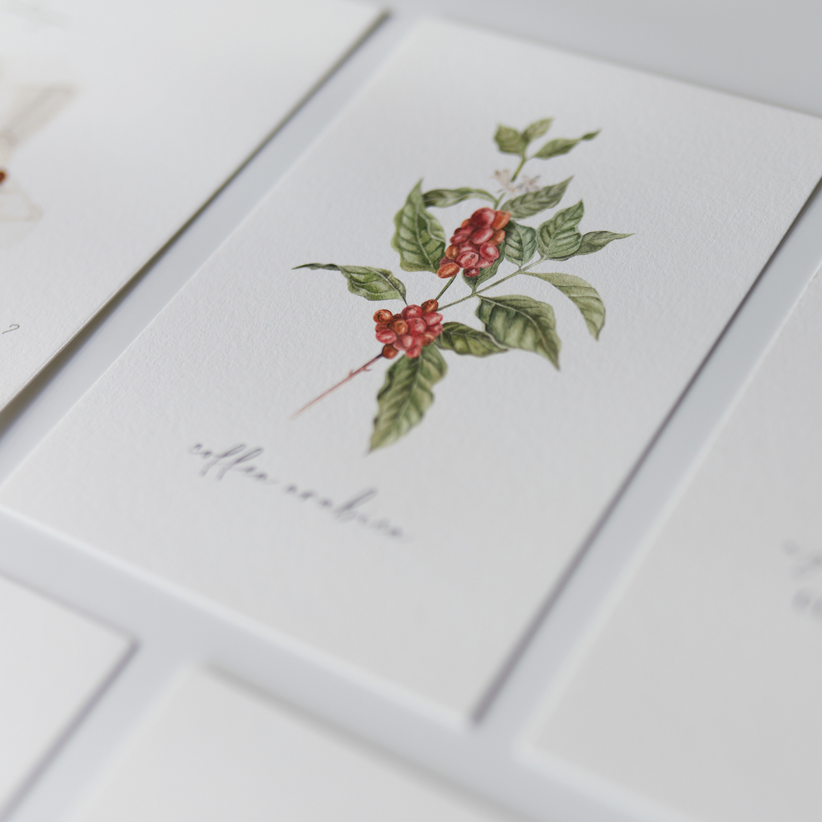 Postkarte "Coffea Arabica" Kaffeepflanze