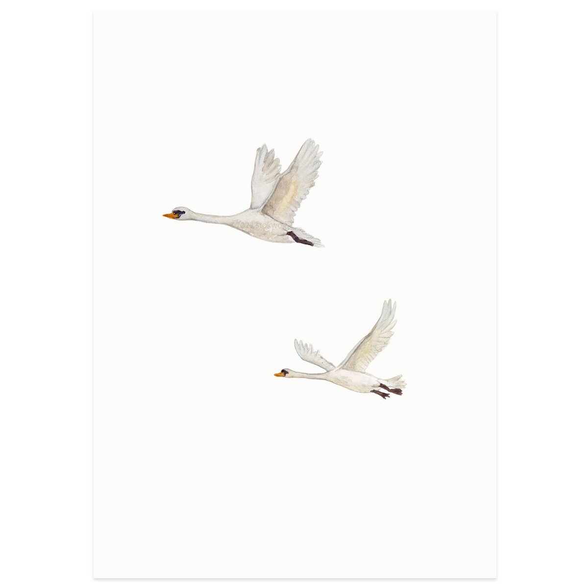 postcard | Swans flying