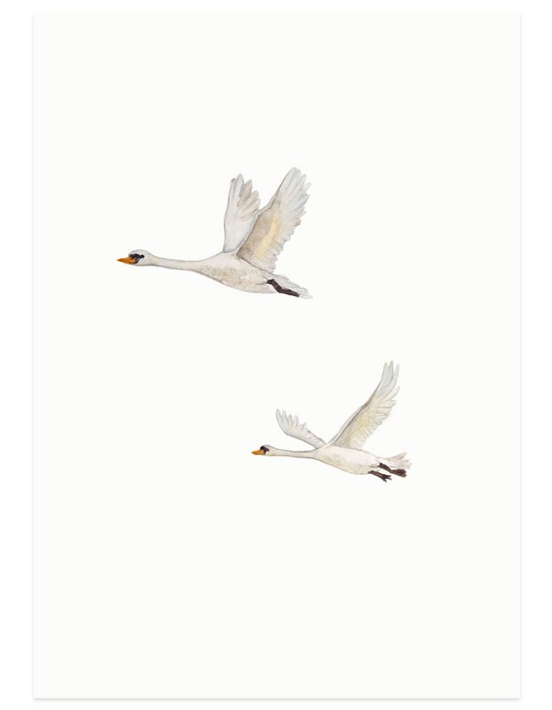 postal | Cisnes volando