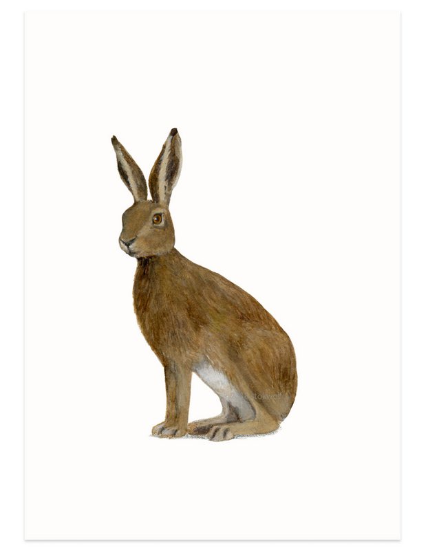 postkort | Hare