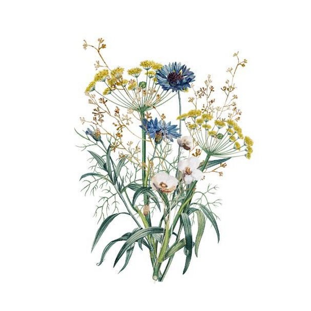 Nachhaltige Karte - Dill-Kamille
