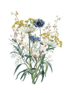 Sustainable card - Dill chamomile