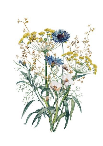 Nachhaltige Karte - Dill-Kamille