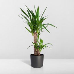 Yucca Elephantipes - Palm Lily - Ø17cm - ↕85cm