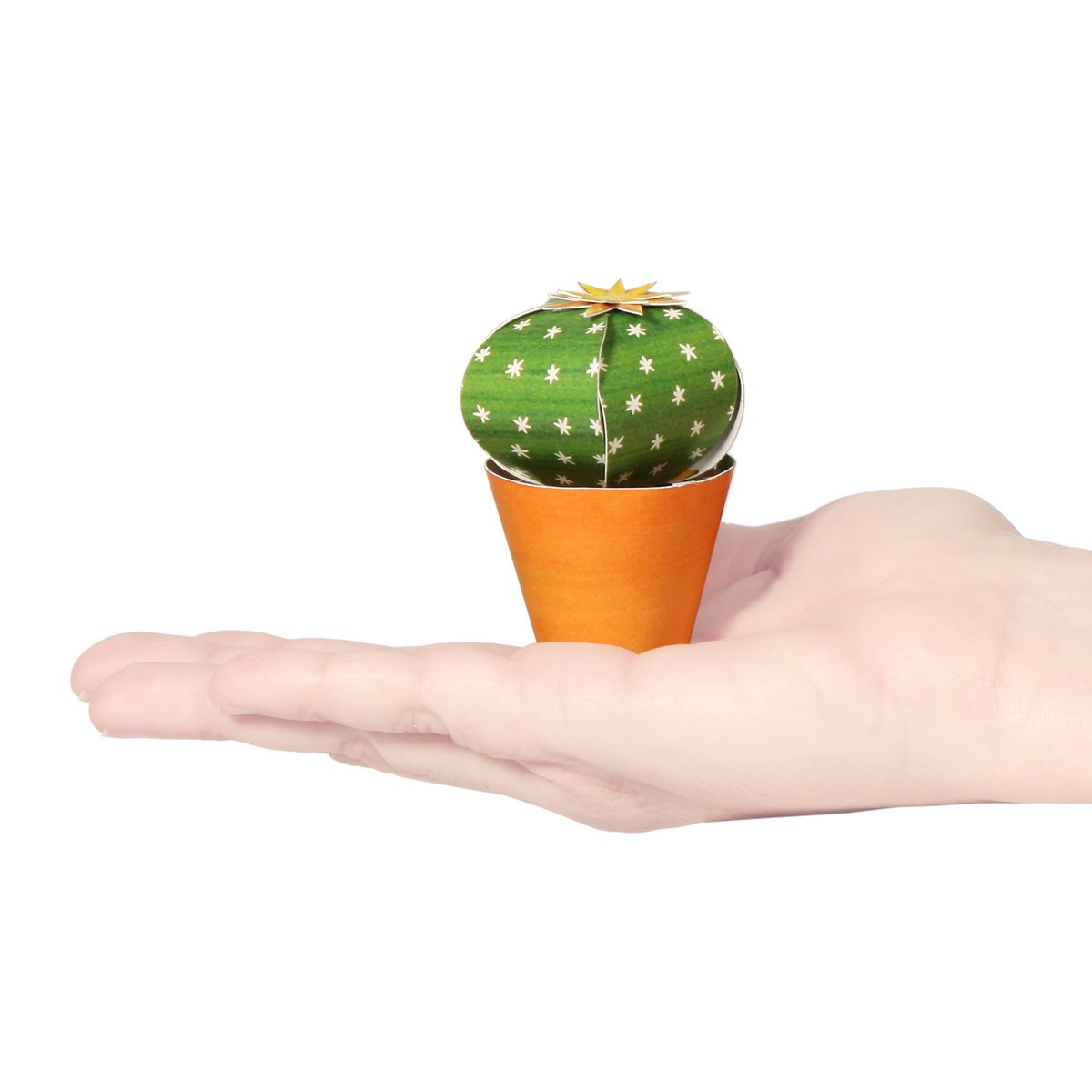 Echinocactus grusonii Carte postale