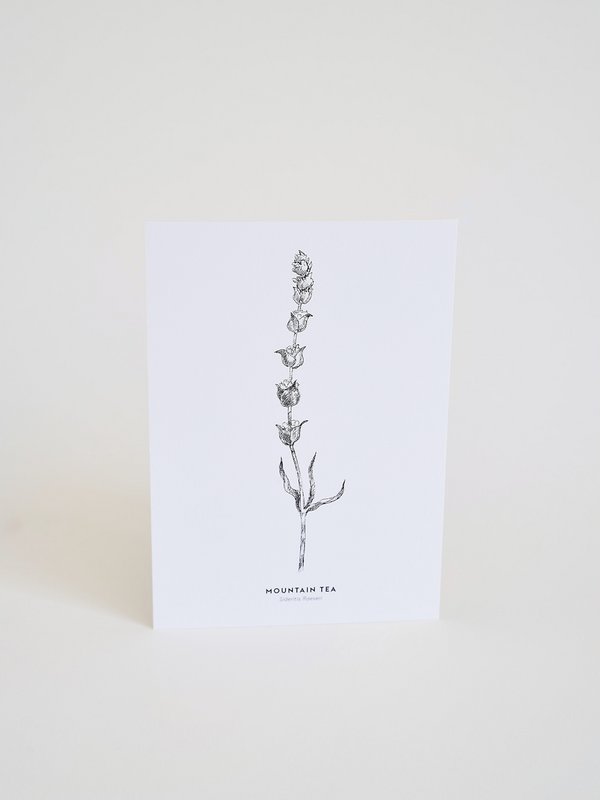 Herbal illustrated Cards