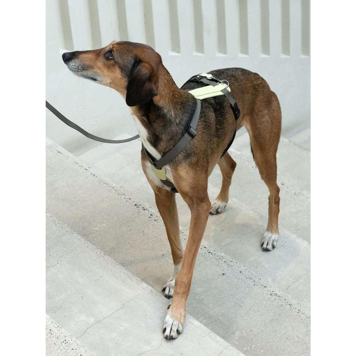 ARCH HARNESS LIGHT SAGE/KHAKI