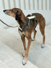 ARCH HARNESS LIGHT SAGE/KHAKI