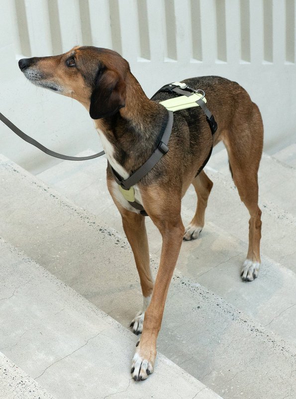 ARCH HARNESS LIGHT SAGE/KHAKI