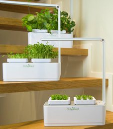 indoor moestuin