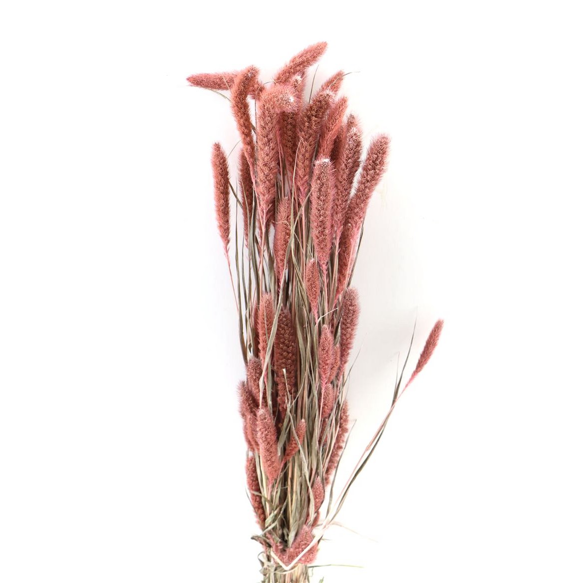 Fleurs séchées - Setaria - 70 cm