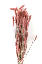 Fleurs séchées - Setaria - 70 cm