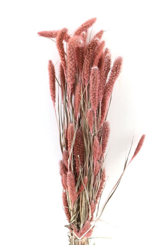 Fleurs séchées - Setaria - 70 cm