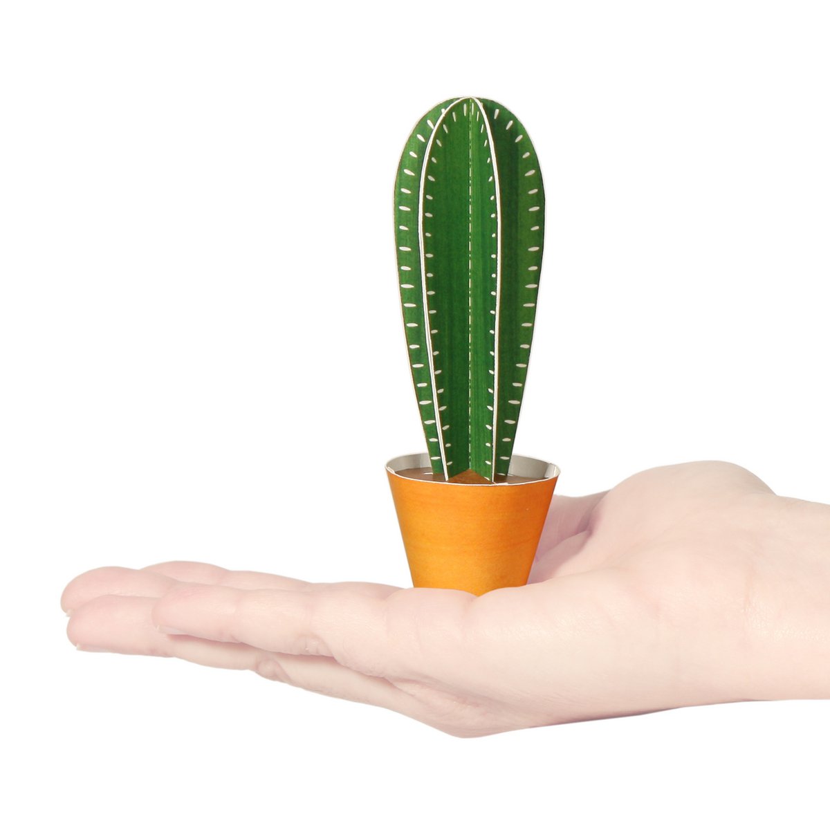 Cereus peruvianus Carte postale