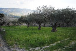 ITALIA | SICILIA | Extra Virgin Olive Oil - il SALTO | Bag in Box 3 LT
