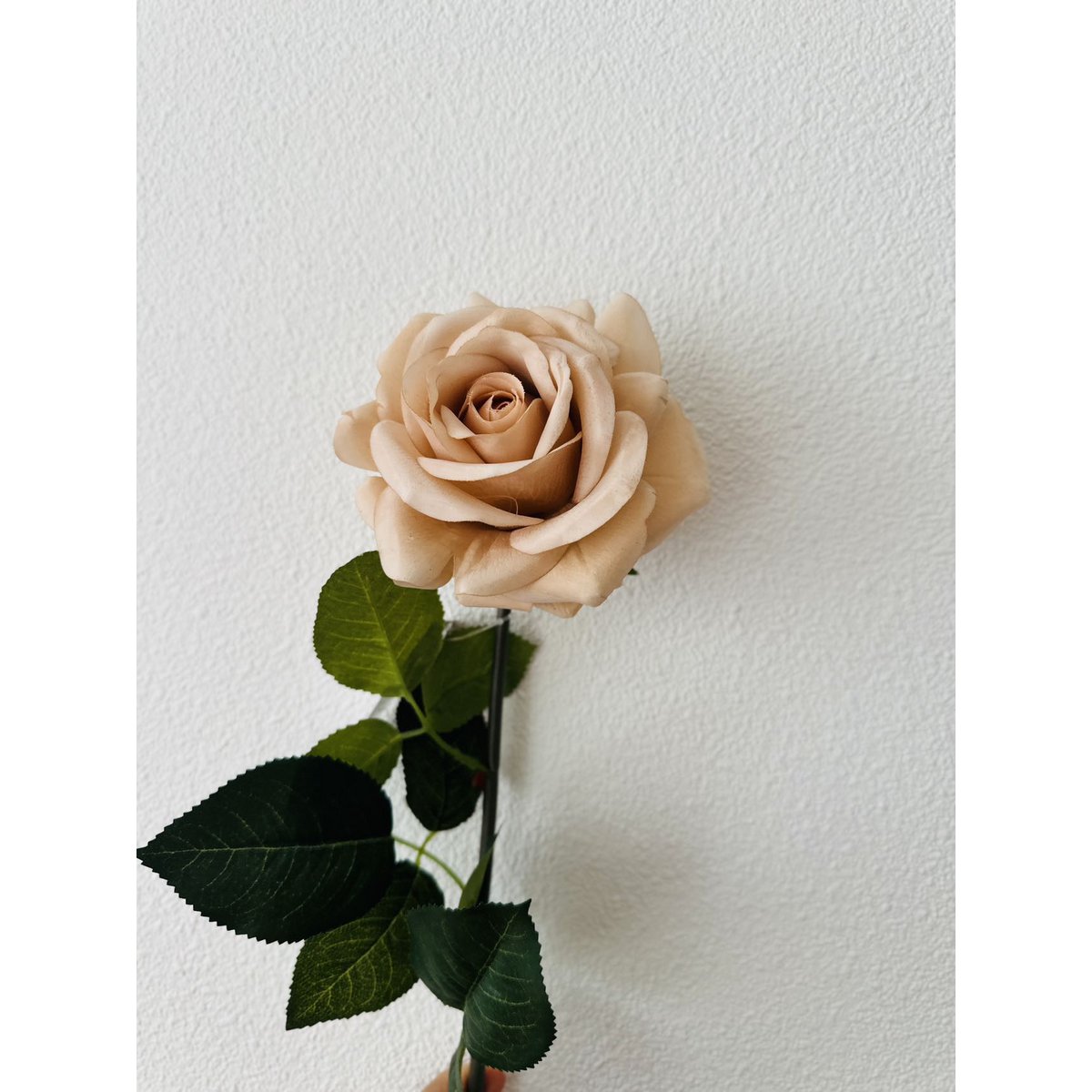 QMF Hand Touch Rose72cm Champagne 2STK