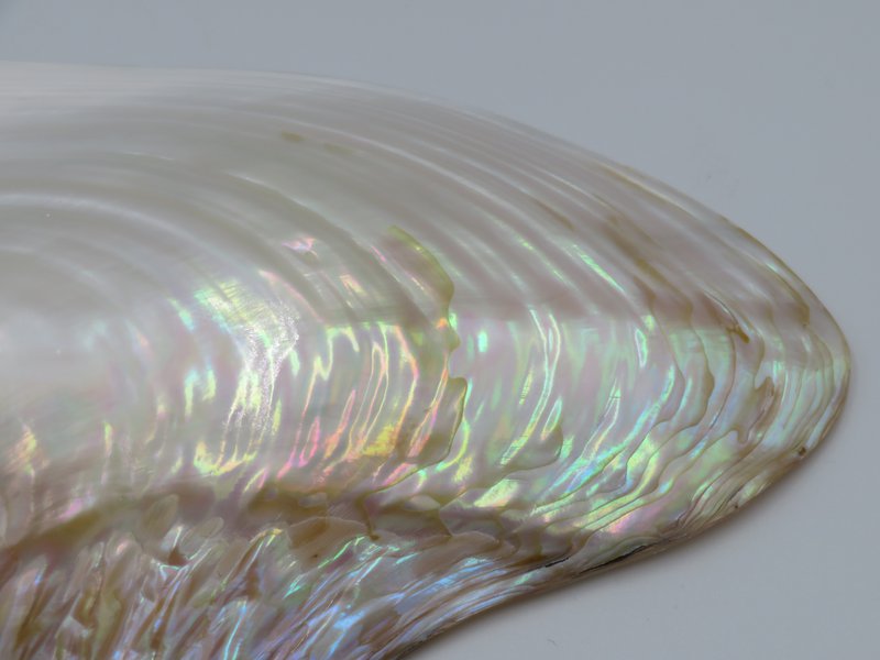 Mother-of-pearl shell - Kupang 23-24 cm