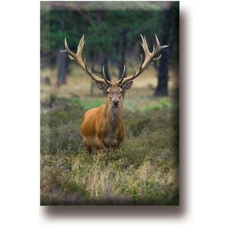 Aimant de réfrigérateur, cerf, buck