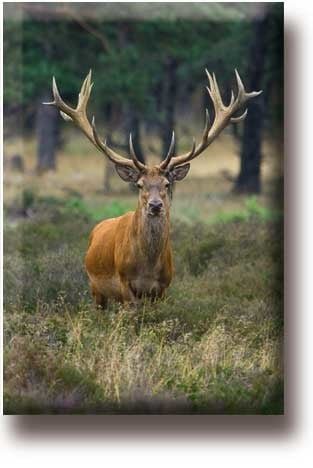 Aimant de réfrigérateur, cerf, buck
