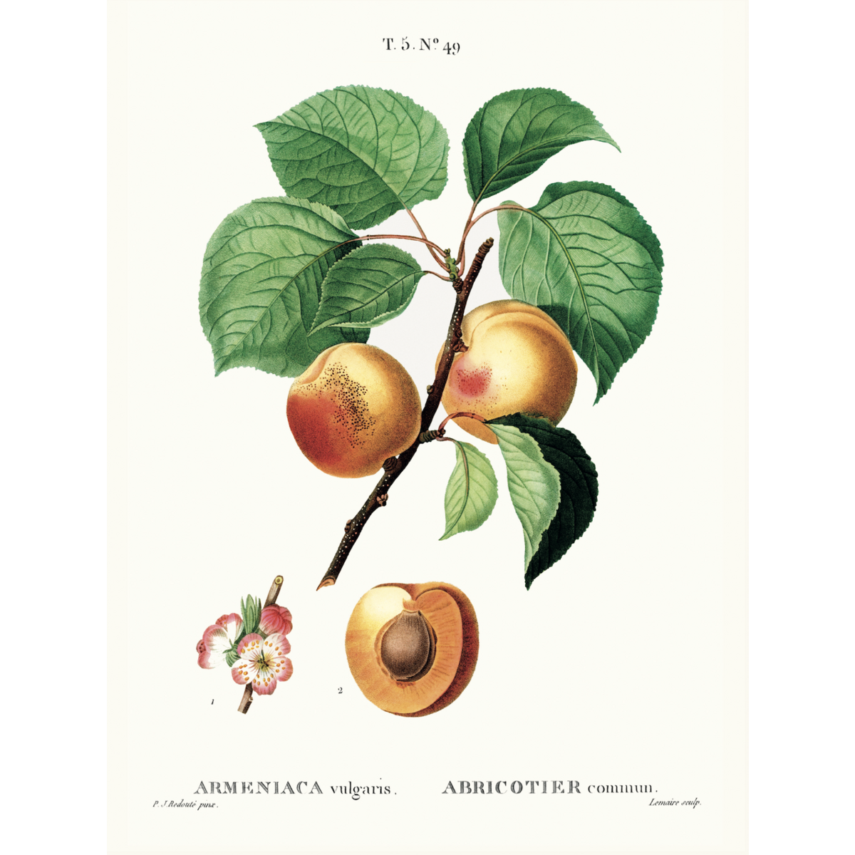 Plakat Vintage Abrikoser - Botanisk - 30 x 40 cm
