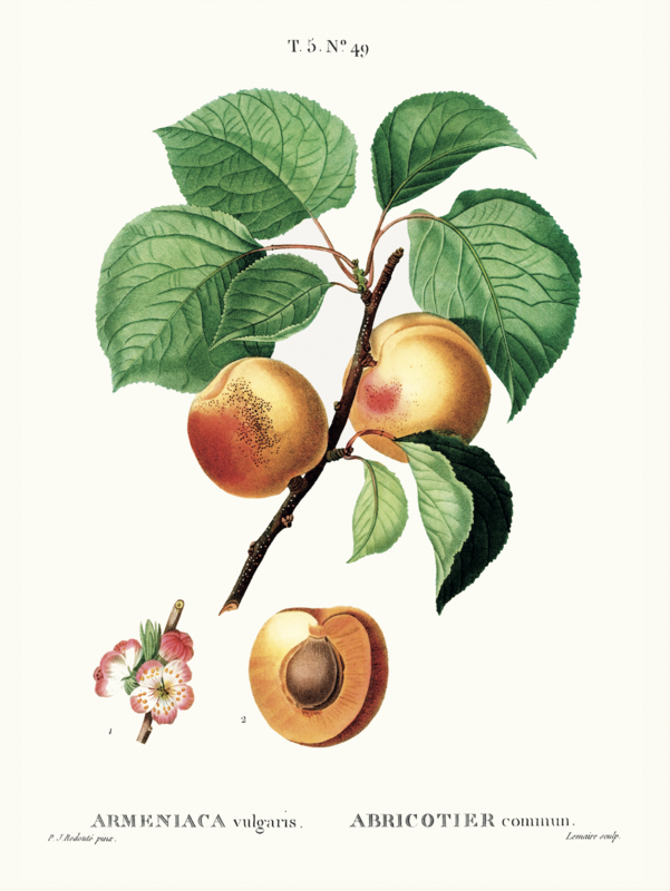 Plakat Vintage Abrikoser - Botanisk - 30 x 40 cm
