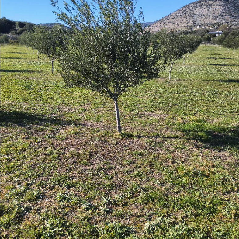 Karasmanoglou Early Harvest EVOO