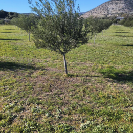 Karasmanoglou Early Harvest EVOO