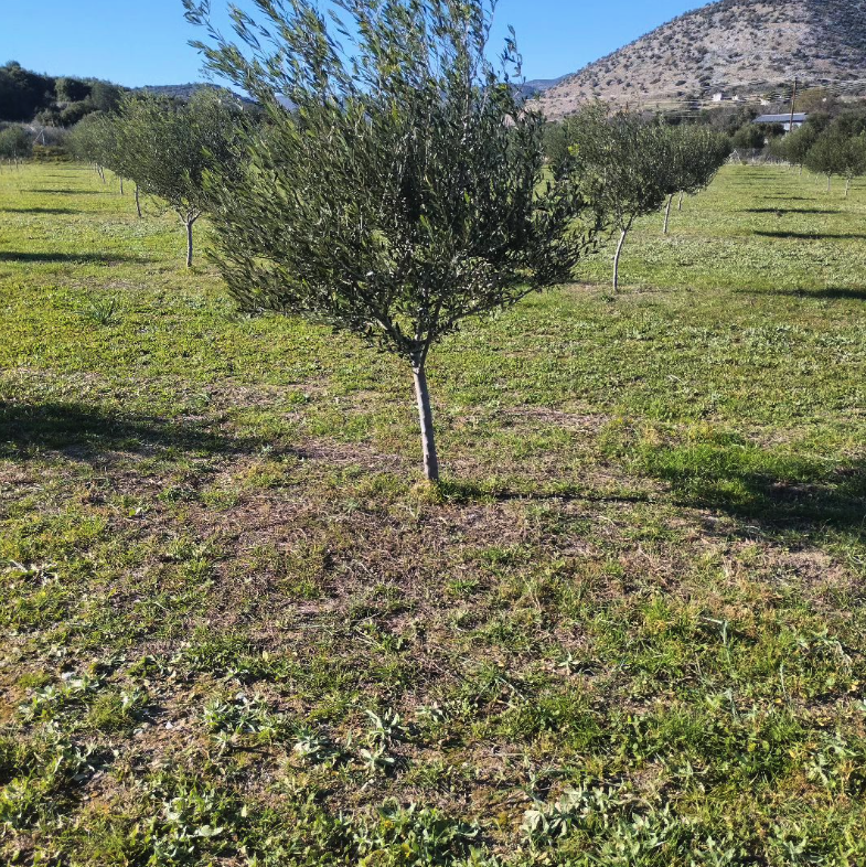Karasmanoglou Early Harvest EVOO