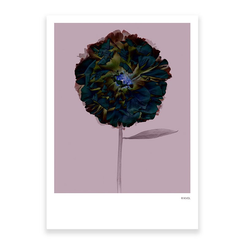 Peony 02, ansichtkaart