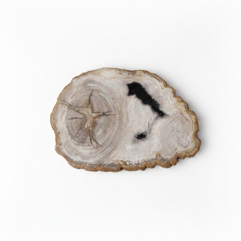 Organic Petrified Wood Tray
